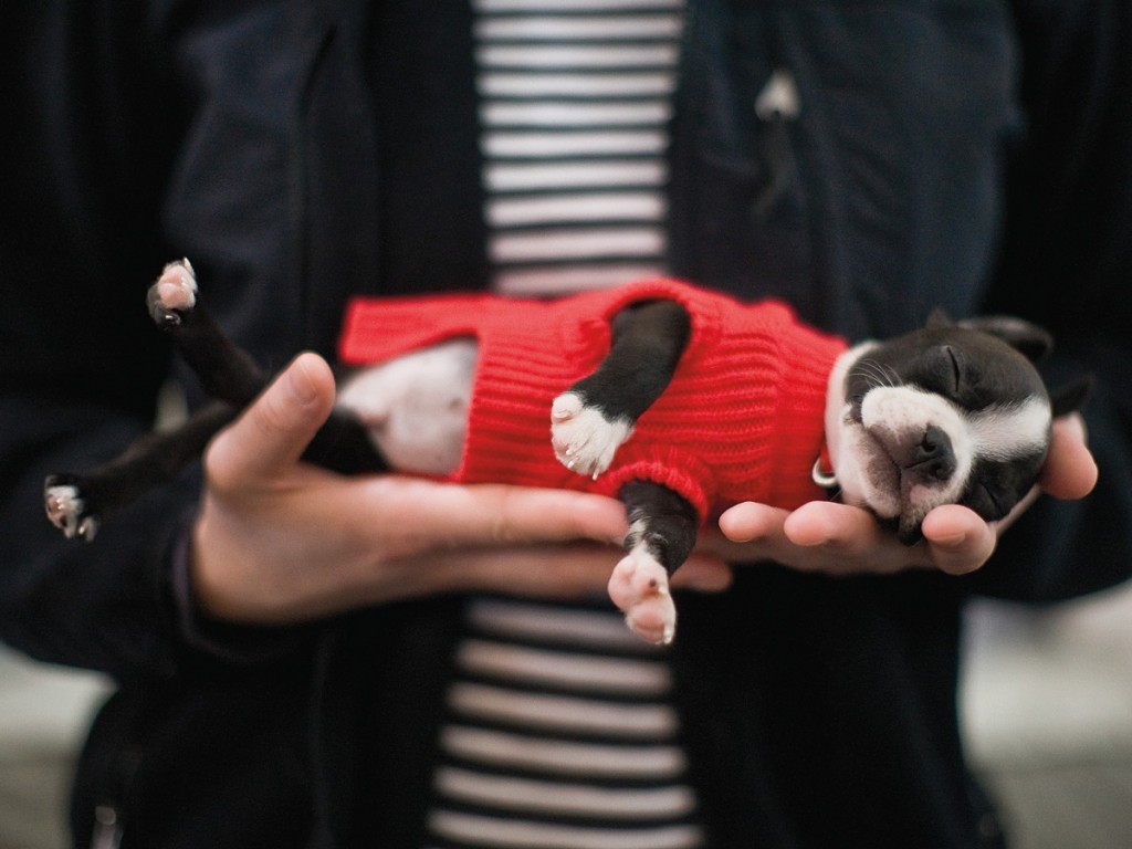 Commercial Puppy Photographer | Kira Stackhouse Photography