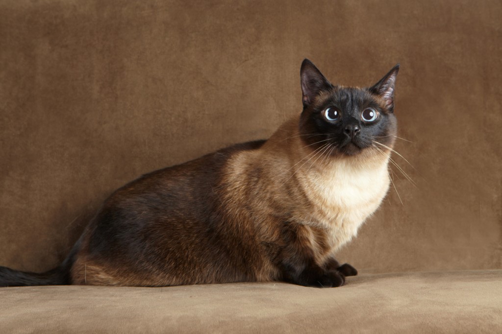 Commercial Animal Photographer - Siamese Cat | Kira Stackhouse Photography