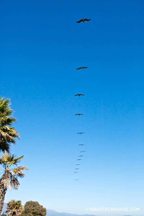 Brown Pelicans Flying | Kira Stackhouse Wildlife Photographer