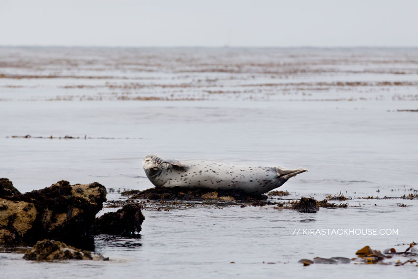 Habor Seal - Monterey Bay | Kira Stackhouse Wildlife Photographer