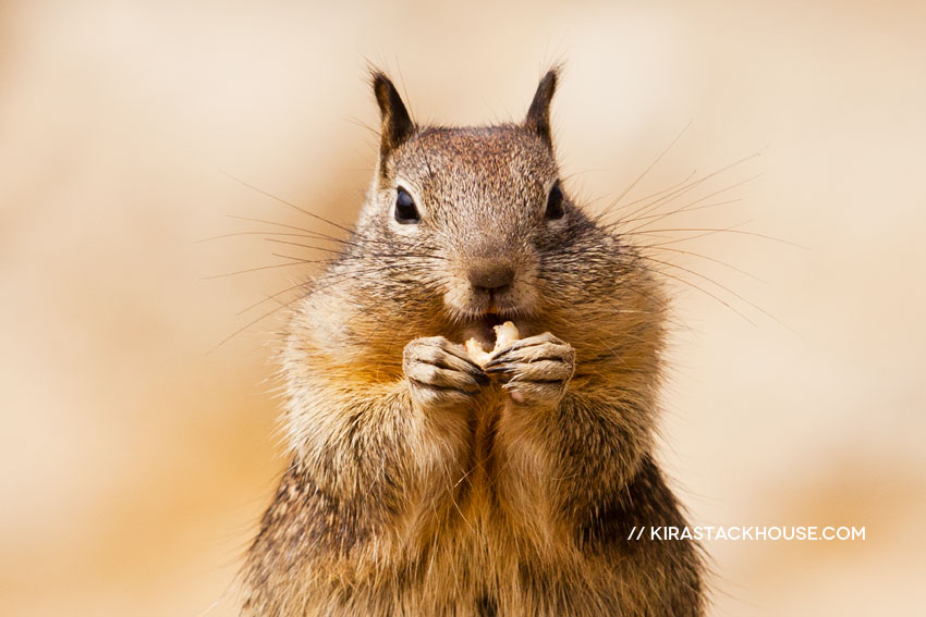 California Ground Squirrel - Monterey | Kira Stackhouse Animal Photographer