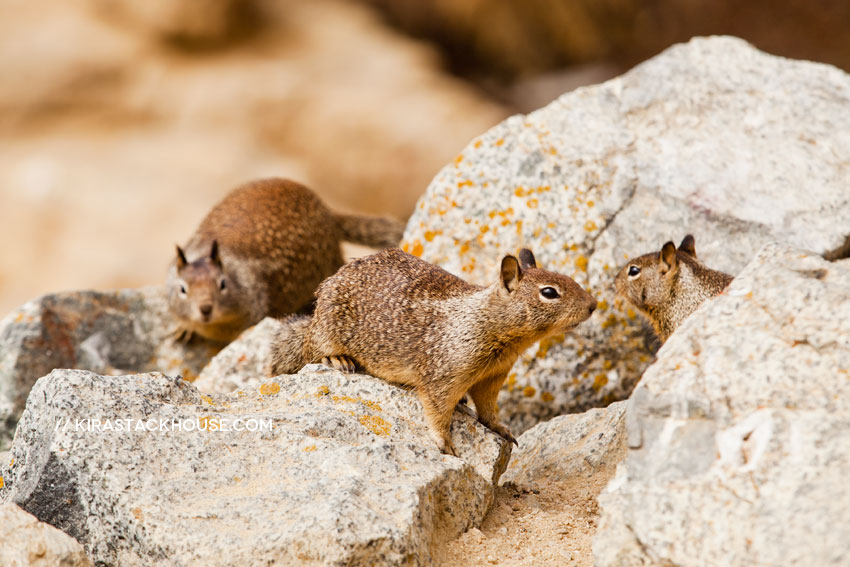 California Ground Squirrels - Monterey | Kira Stackhouse Animal Photographer