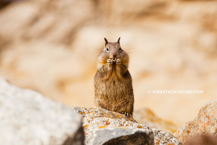 California Ground Squirrels - Monterey | Kira Stackhouse Animal Photographer