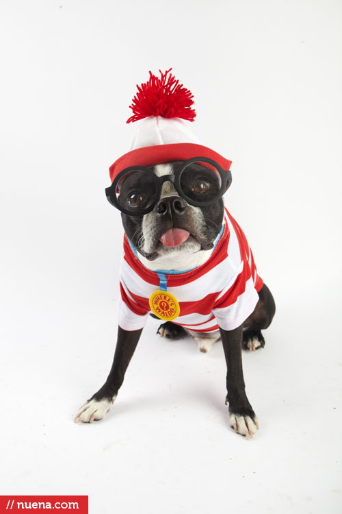 Where's Waldo Costume for Dogs - Harley the Boston Terrier | Kira Stackhouse