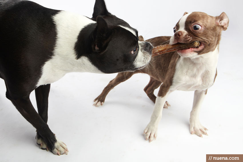 Boston Terrier Puppy - Penelope | Kira Stackhouse Photography
