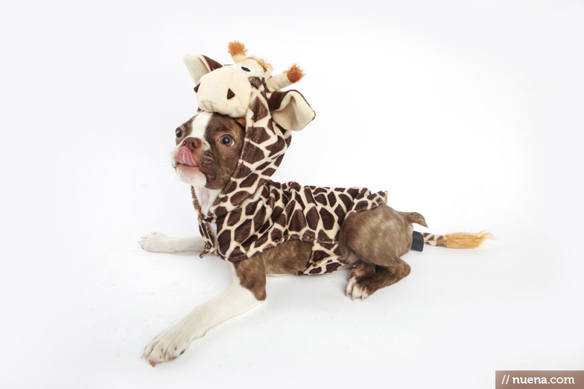 Giraffe Costume for Dogs - Penny the Boston Terrier | Kira Stackhouse