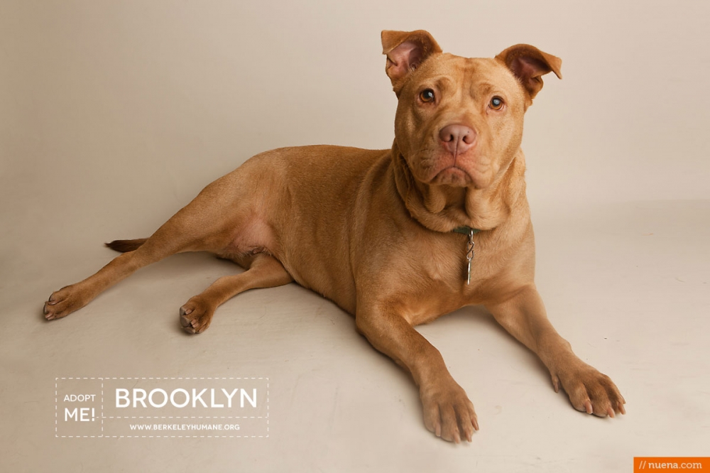 Berkeley Humane Dog Photographer - Kira Stackhouse Photography