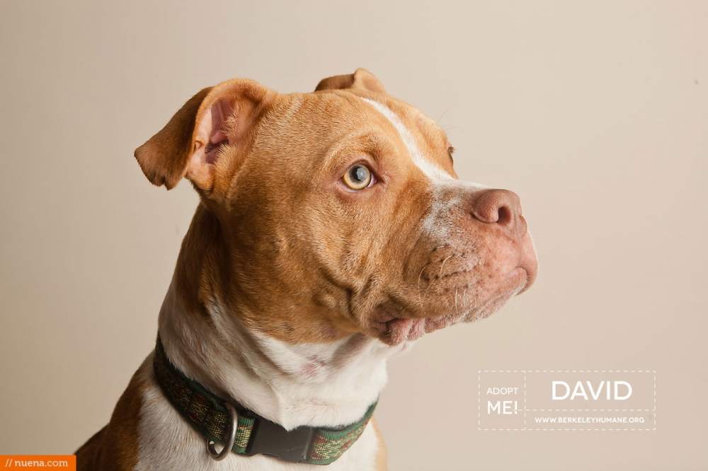 Berkeley Humane Dog Photographer - Kira Stackhouse Photography