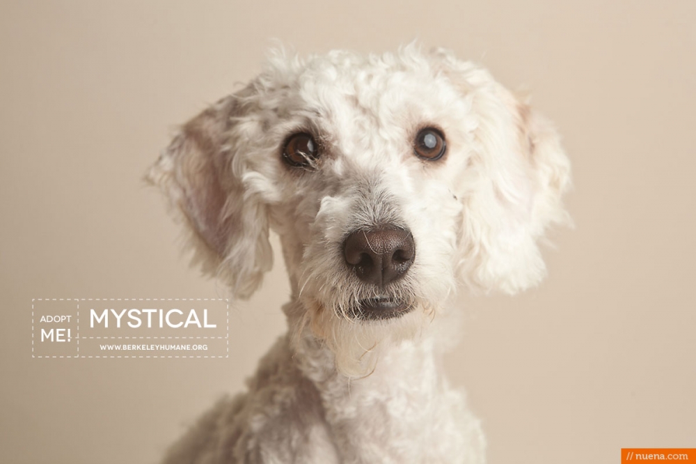 Berkeley Humane Dog Photographer - Kira Stackhouse Photography