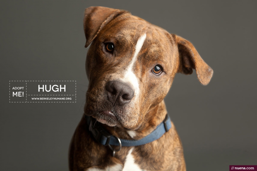 Professional Dog Photographer - Berkeley Humane | Kira Stackhouse Photography