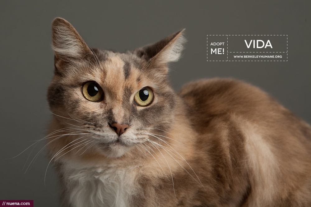 Professional Cat Photographer - Berkeley Humane | Kira Stackhouse Photography