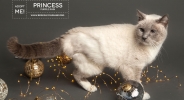 Commercial Cat Photographer - Berkeley Humane | Kira Stackhouse Photography