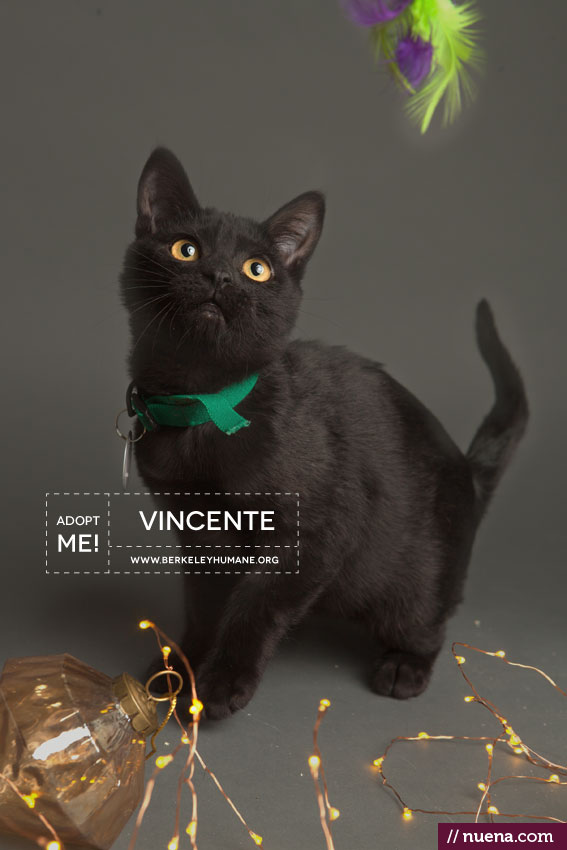 Commercial Cat Photographer - Berkeley Humane | Kira Stackhouse Photography