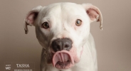 Professional Animal Photographer - Berkeley Humane | Kira Stackhouse