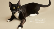 Rescue Cat Photographer - Berkeley Humane Society | Kira Stackhouse