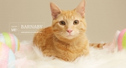 Rescue Cat Photographer - Berkeley Humane | Kira Stackhouse