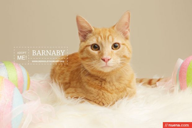 Rescue Cat Photographer - Berkeley Humane | Kira Stackhouse