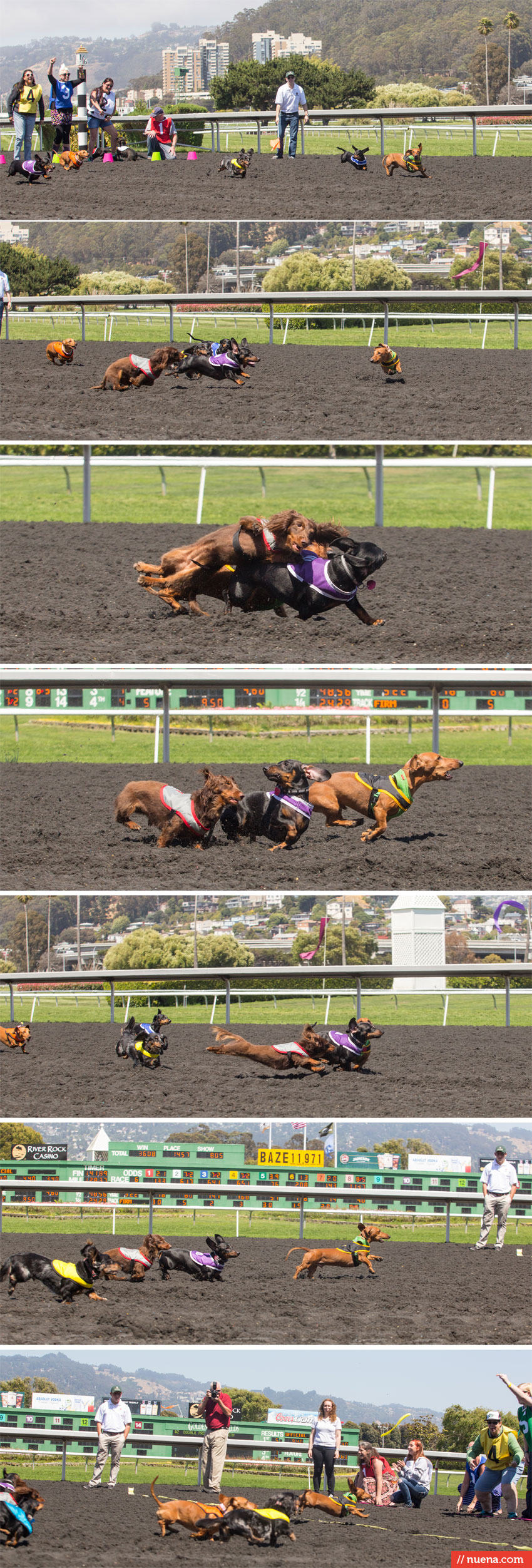 Wiener Nationals - Golden Gate Fields | Kira Stackhouse