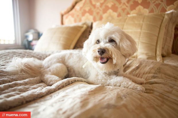 Biscuit the Bichon Mix | Kira Stackhouse Photograher