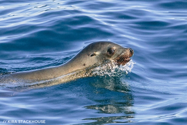 Blue Ocean Whale Watch - Kira Stackhouse Photographer