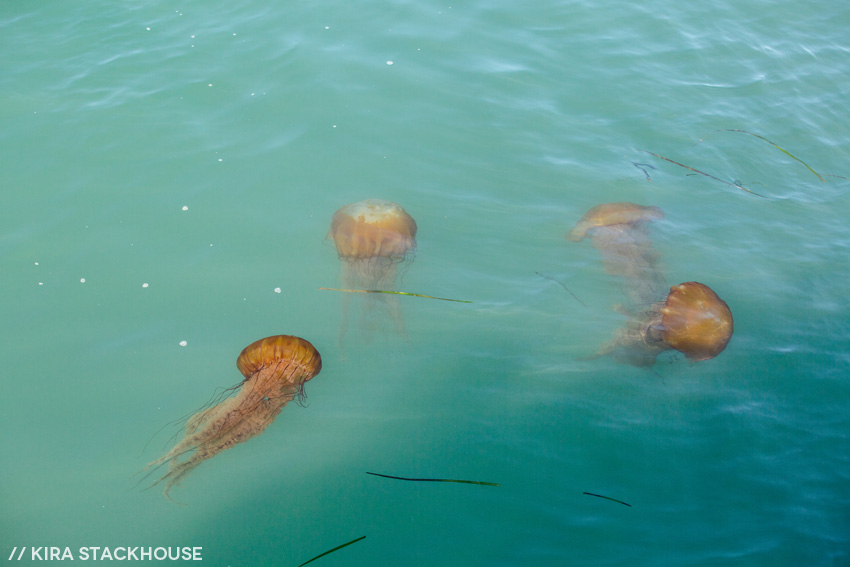 monterey bay jellyfish