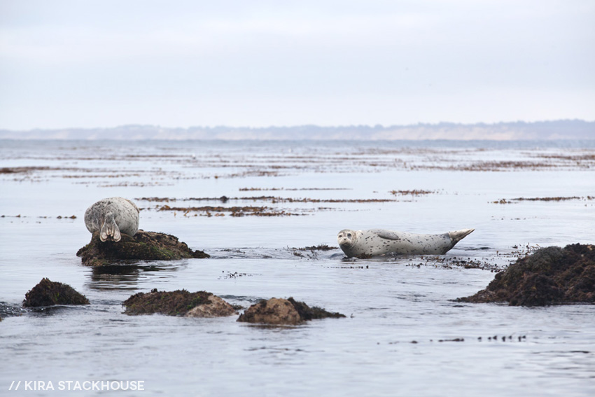 harbor seals