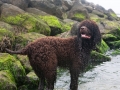 Irish Water Spaniel