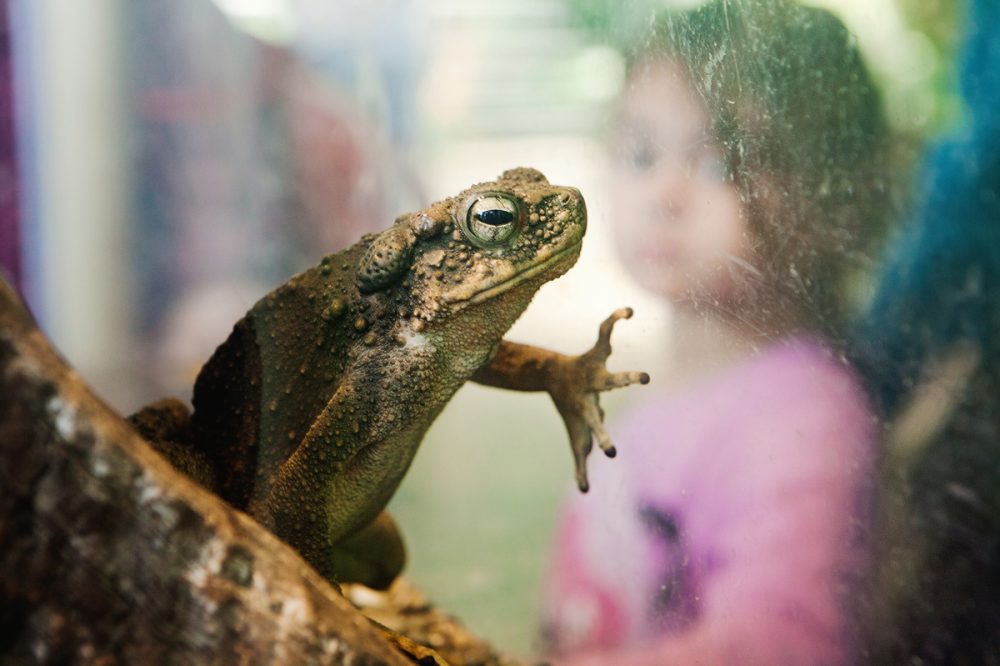 Commercial Animal Photographer - Borneo River Toad | Kira Stackhouse Photography