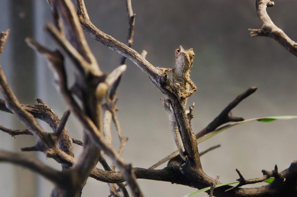 Commercial Animal Photographer - Madagascar Dwarf Chameleon | Kira Stackhouse Photography