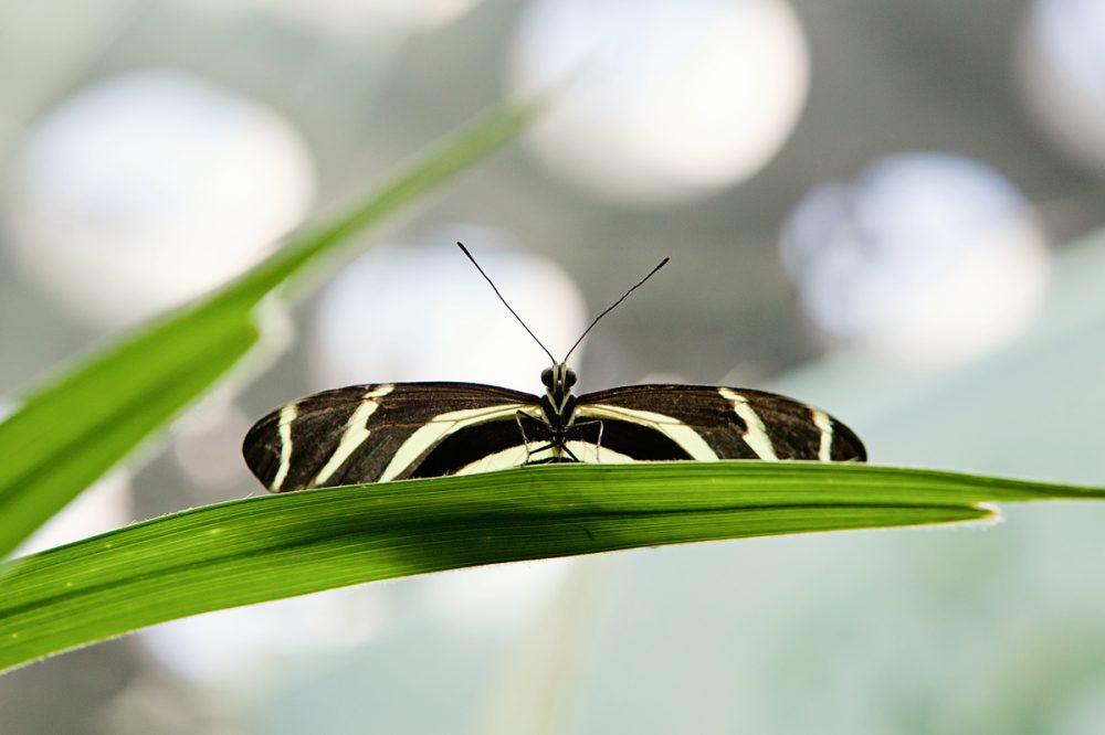 Commercial Animal Photographer - Zebra Longwing Butterfly | Kira Stackhouse Photography