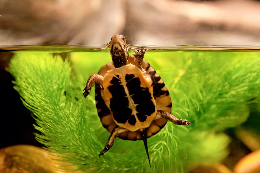 Commercial Animal Photographer - Spotted Turtle | Kira Stackhouse Photography
