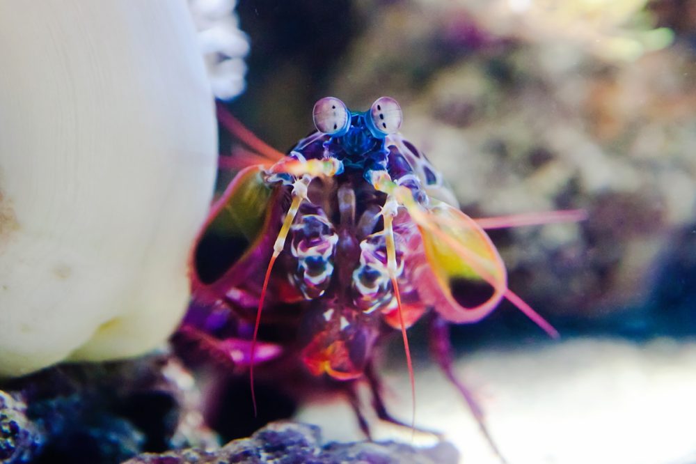Commercial Animal Photographer - Peacock Mantis Shrimp | Kira Stackhouse Photography