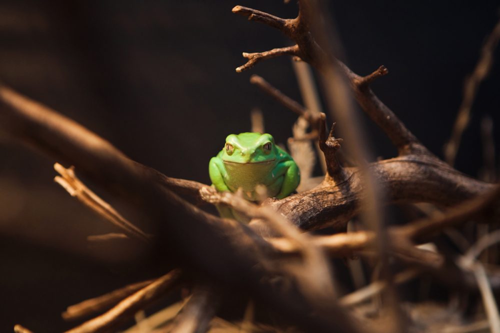 Commercial Animal Photographer - Waxy Monkey Tree Frog | Kira Stackhouse Photography