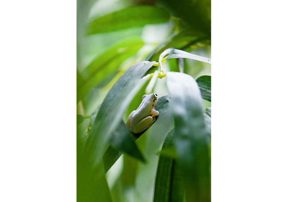 Commercial Animal Photographer - Madagascar Reed Frog | Kira Stackhouse Photography
