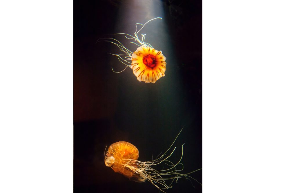 Commercial Animal Photographer - Jellyfish | Kira Stackhouse Photography