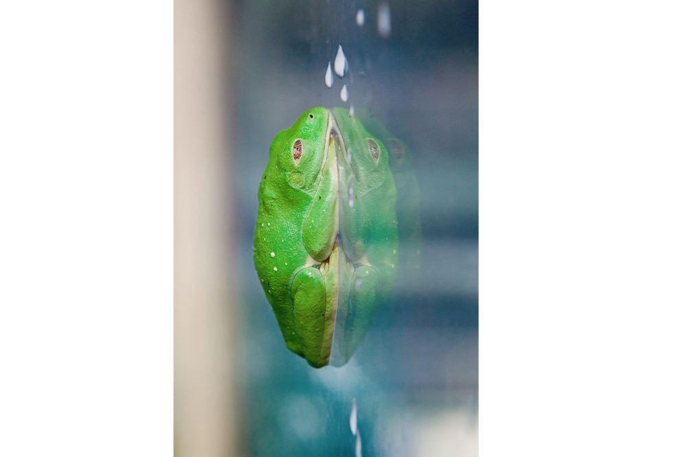 Commercial Animal Photographer - Red Eyed Tree Frog | Kira Stackhouse Photography