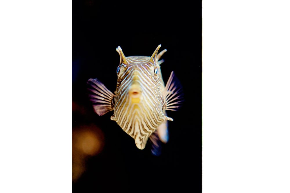 Commercial Animal Photographer - Shaw's Cowfish | Kira Stackhouse Photography