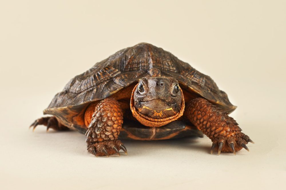 wood turtle