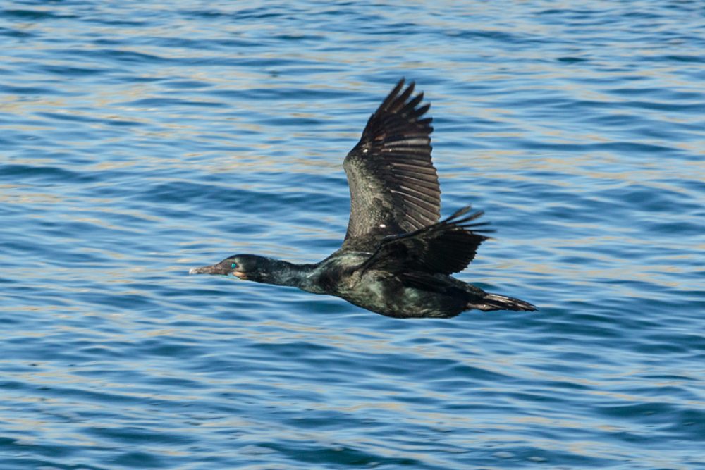 brandt's cormorant