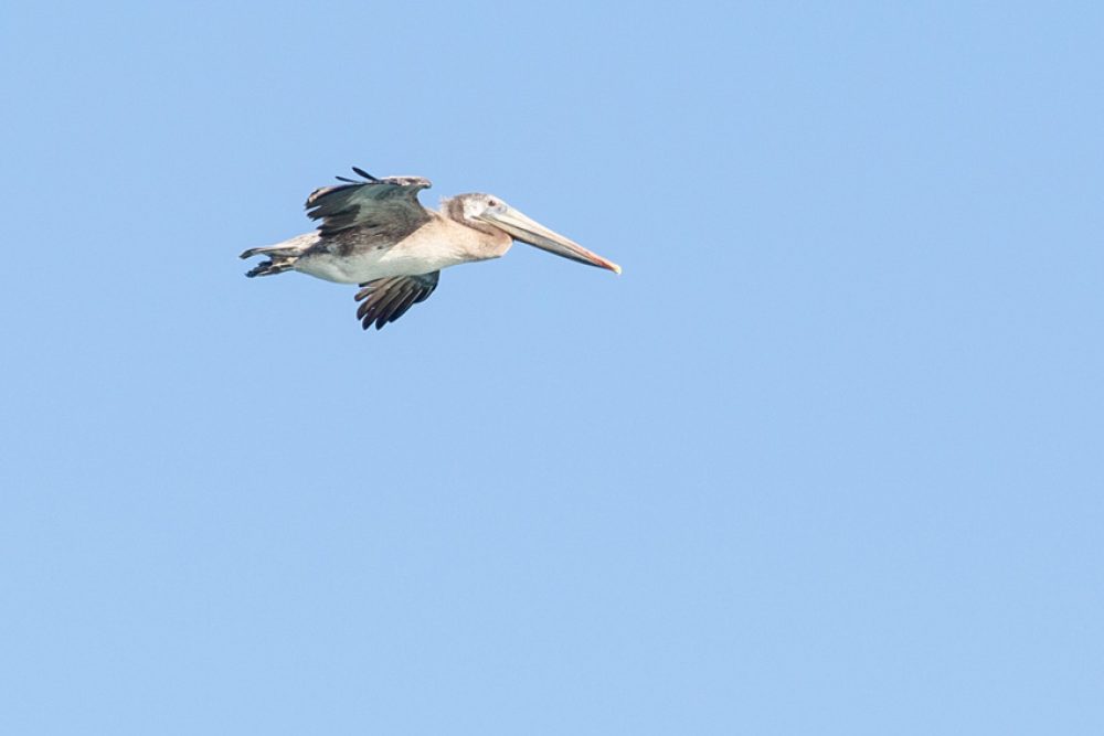 flying brown pelican