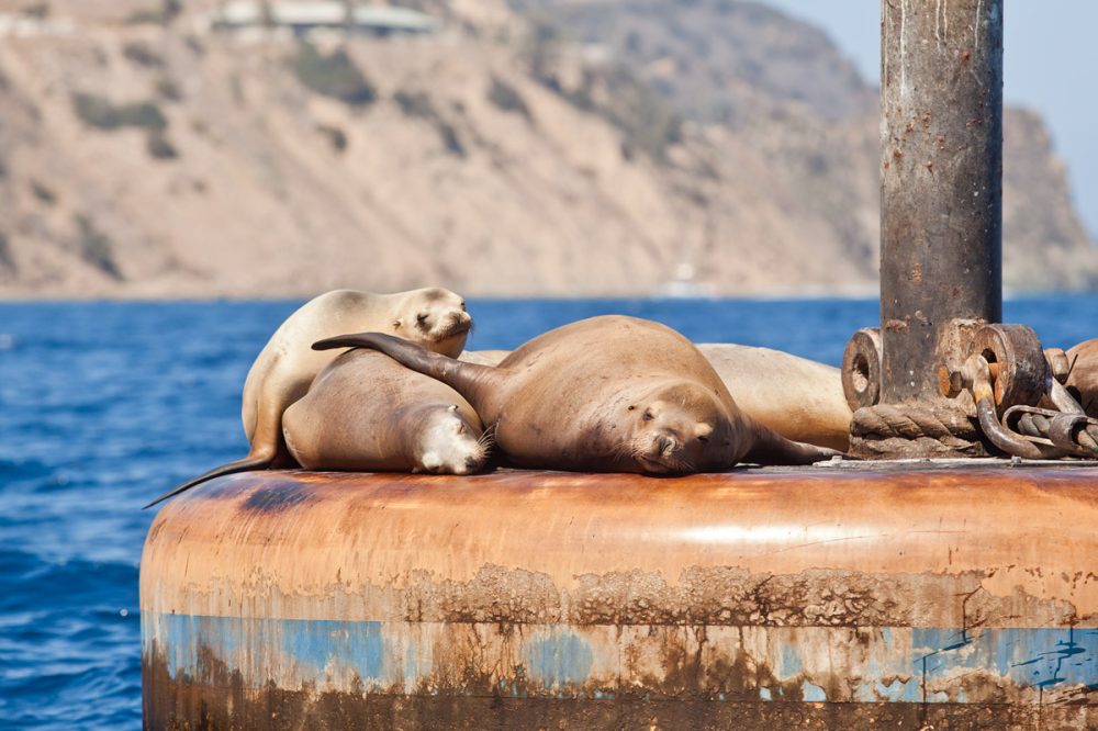 California Sea Lions - Catalina Island | Kira Stackhouse Wildlife Photographer