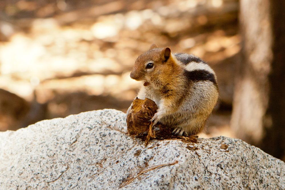 Golden Mantled Ground Squirrel - Kira Stackhouse Photographer