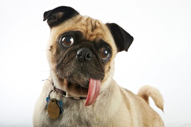 World's Ugliest Dog Contest 2012 - Daisy | Kira Stackhouse Photography