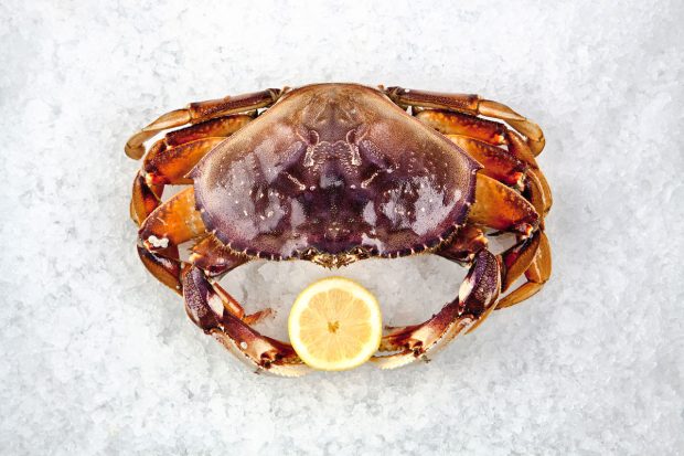 Dungeoness Crab - Royal Hawaiian Seafood | Kira Stackhouse Photography