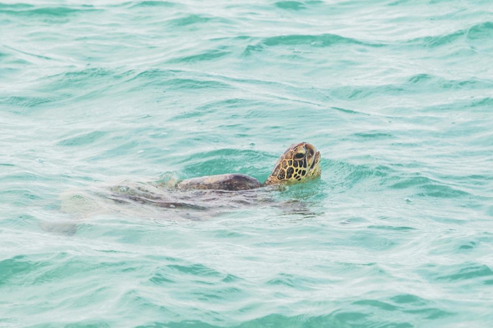 Green Sea Turtle - Hawaii | Kira Stackhouse Photography