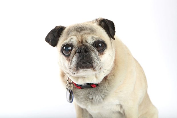 World's Ugliest Dog Contest 2012 - Kaiya | Kira Stackhouse Photography