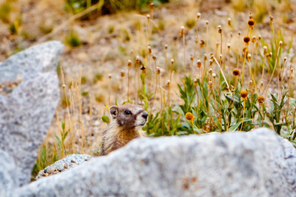 Yellow-Bellied Marmot - San Francisco Wildlife Photographer| Kira Stackhouse Photography