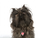 World's Ugliest Dog Contest 2012 - Monkey | Kira Stackhouse Photography