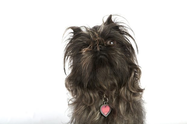 World's Ugliest Dog Contest 2012 - Monkey | Kira Stackhouse Photography