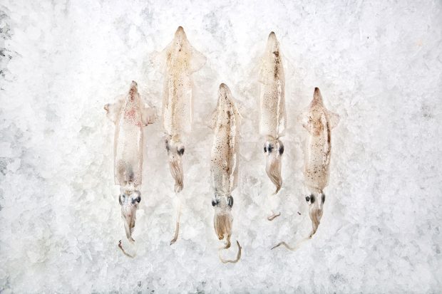 Monterey Squid - Royal Hawaiian Seafood | Kira Stackhouse Photography